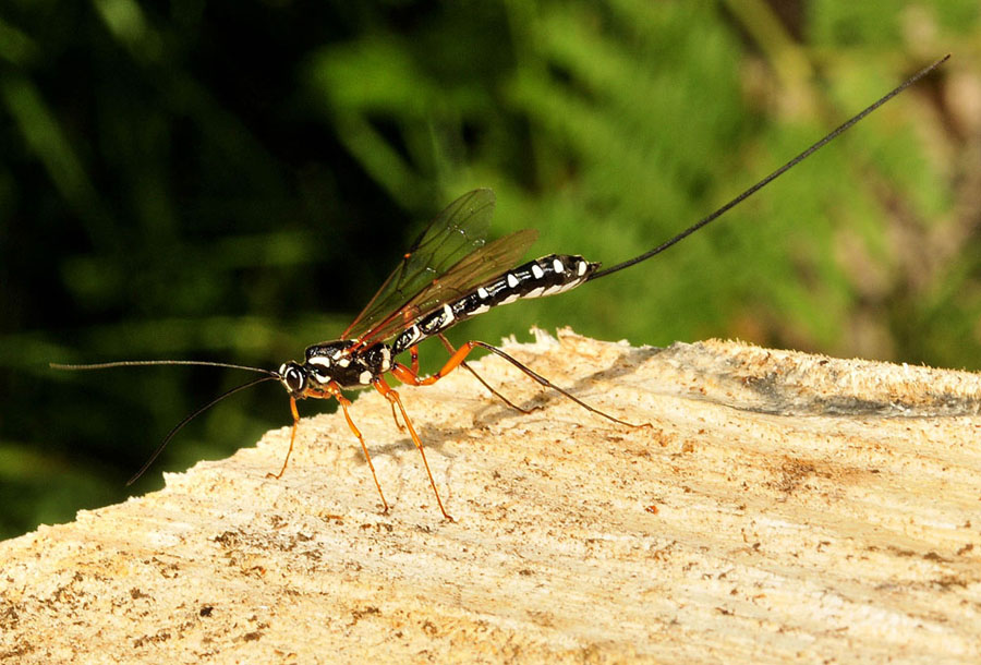 Rhyssa persuasoria (Ichneumonidae)